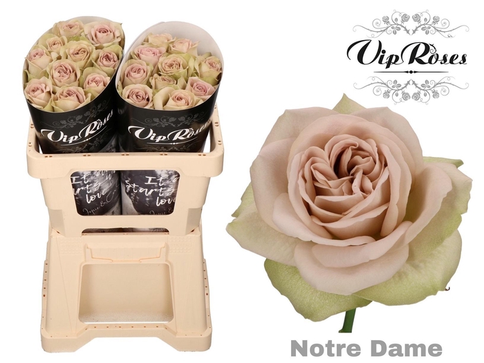 <h4>R GR NOTRE DAME+</h4>