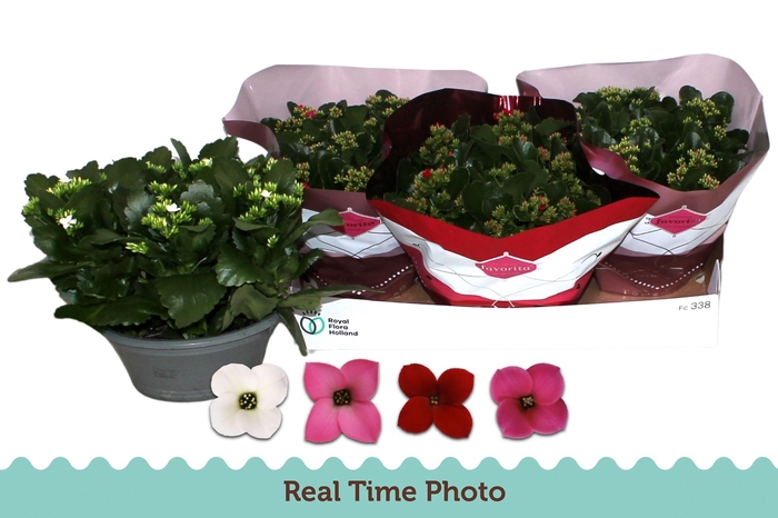 <h4>KAL EN GEM 4 KL</h4>