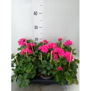 Pelargonium pelt.   ...