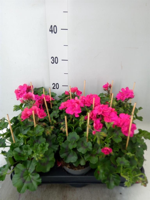 <h4>Pelargonium pelt.   ...</h4>