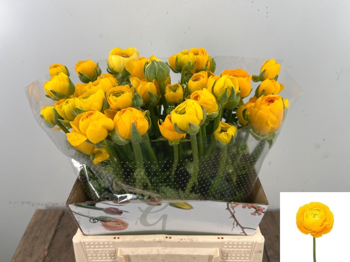 <h4>RAN EL YELLOW</h4>