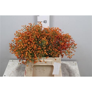 Rosa Prinsberry Orange