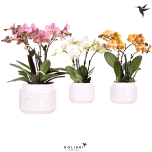 Kolibri Orchids Phalaenopsis Jewel mix 4spike in Maze pot