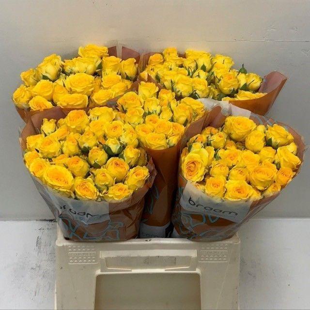 <h4>Rosa TR 'Ramona' BRAAM</h4>