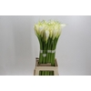 Zantedeschia Eydolls White