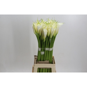 Zantedeschia Eydolls White