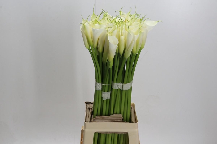 <h4>Zantedeschia Eydolls White</h4>