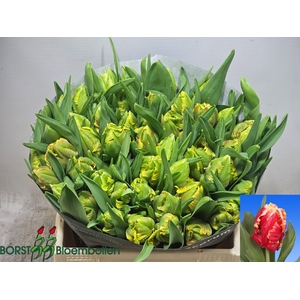 TU PA DEE JAY PARROT