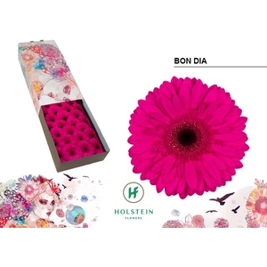 Gerbera Bon Dia