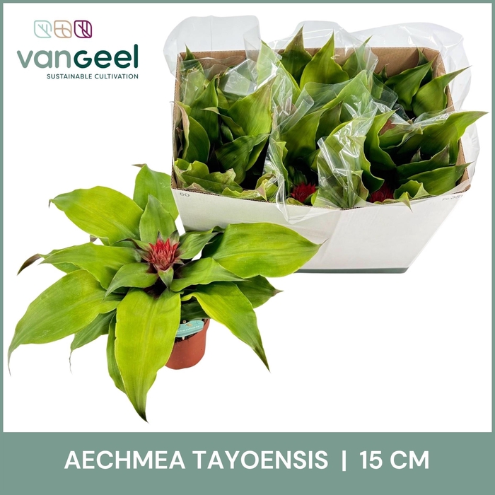 <h4>AECH TAYOENSIS</h4>