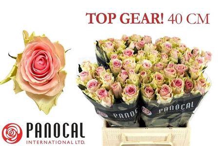 <h4>R Gr Top Gear!</h4>