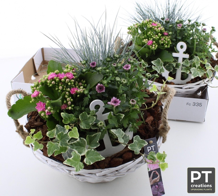 <h4>ARR TUINPLANTEN</h4>