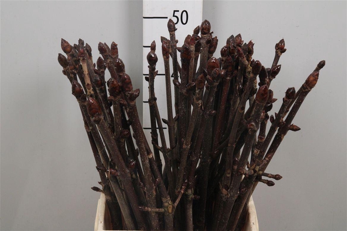 <h4>Aesculus Hippoc Tak</h4>