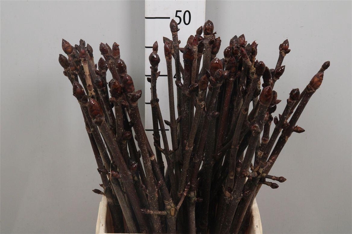 <h4>Aesculus Hippoc Tak</h4>