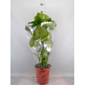 Monstera delic.