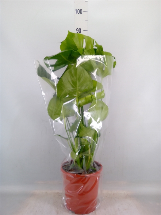 <h4>Monstera delic.</h4>