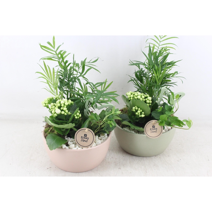 <h4>Arr2 Pl - Ker. Lana Pot Mix 285/6 - Wit</h4>