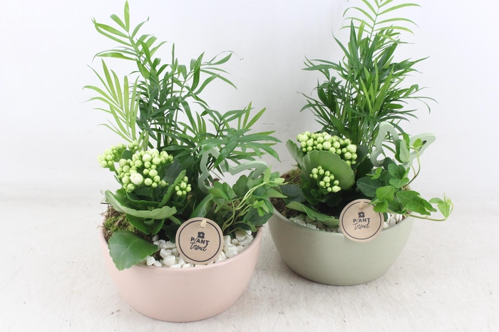 Arr2 Pl - Ker. Lana Pot Mix 285/6 - Wit