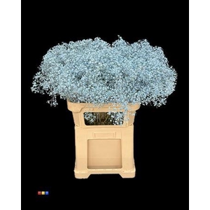 Gyps Xlence Light Blue