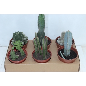 CACTUS VARIADO P15