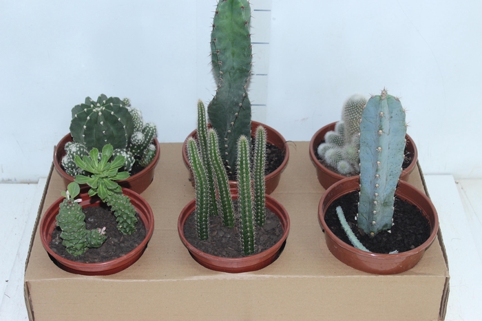 <h4>CACTUS VARIADO P15</h4>
