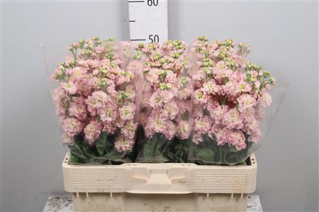<h4>Matth Stox Champagne</h4>