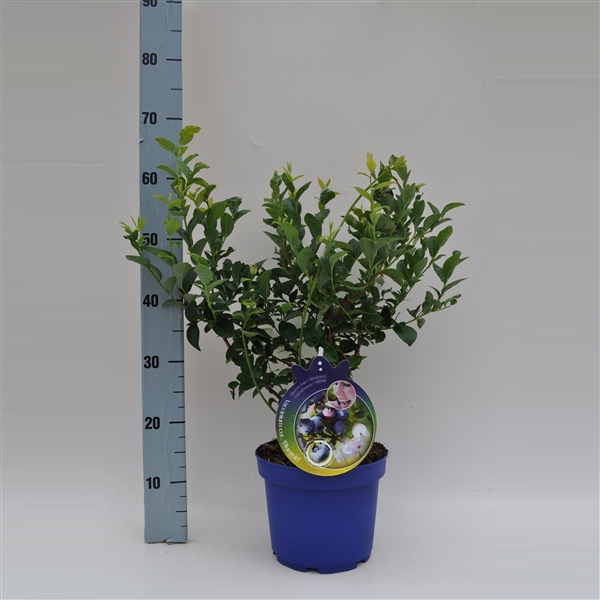 <h4>Vaccinium corymbosum Bluegold</h4>