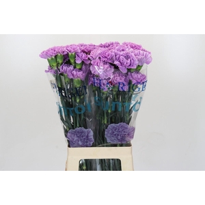 Dianthus St Florigene Moonaqua