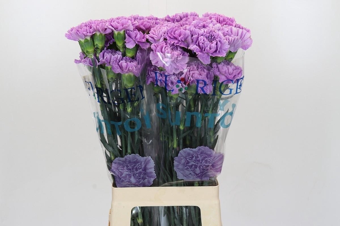 <h4>Dianthus St Florigene Moonaqua</h4>