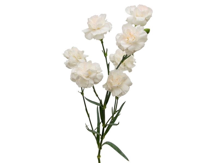 CRAVO SPRAY 070 CM BRANCO