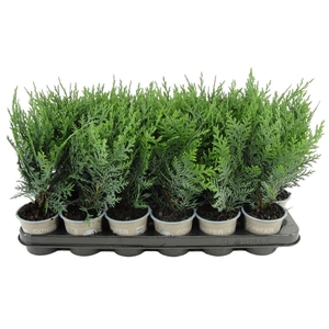 Chamaecyparis Pelts Blue