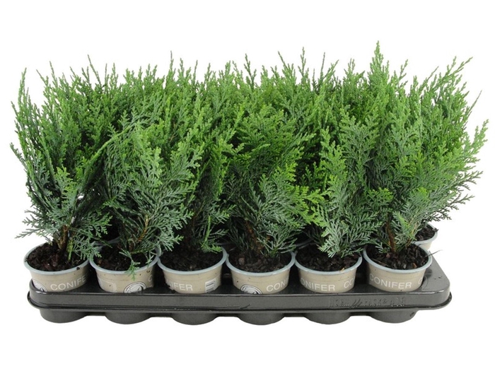 <h4>Chamaecyparis Pelts Blue</h4>