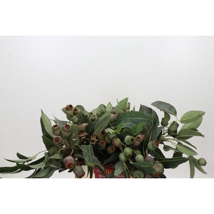 Kaaps Groen Euc. Bell Gum