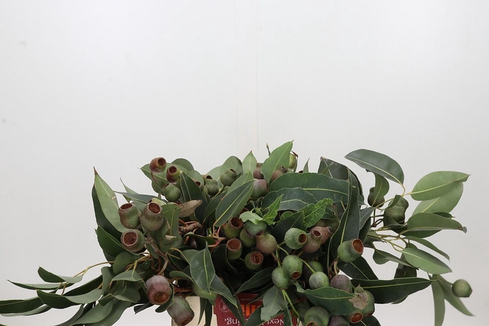 <h4>Kaaps Groen Euc. Bell Gum</h4>