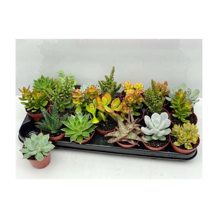 <h4>art.141 Succulenten mix 8,5 cm</h4>