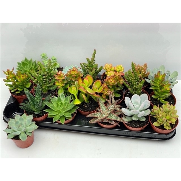 <h4>141 Succulenten mix 8,5 cm</h4>