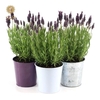 Lavandula st. 'Anouk'® Collection P10,5 in Zinc Mix