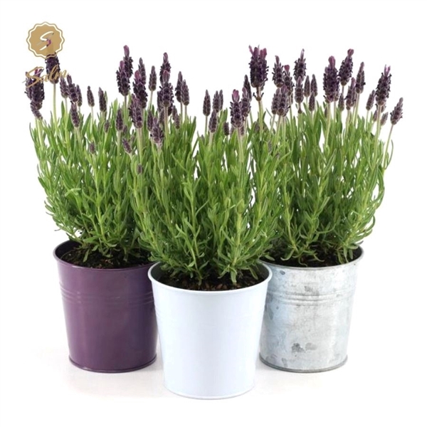 <h4>Lavandula st. 'Anouk'® Collection P10,5 in Zinc Mix</h4>