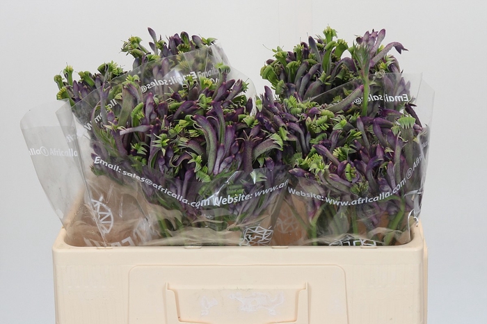 Anigozanthos Celebrations Firework