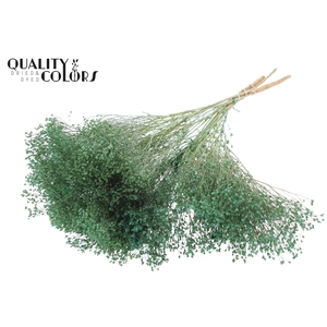 Broom Bloom p/bunch in poly Frosted Mint Green