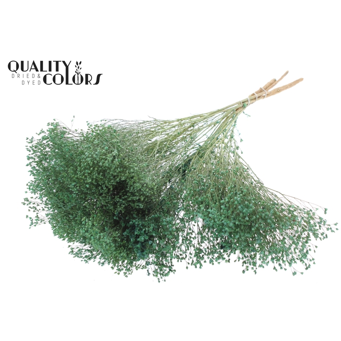 <h4>Broom Bloom p/bunch in poly Frosted Mint Green</h4>