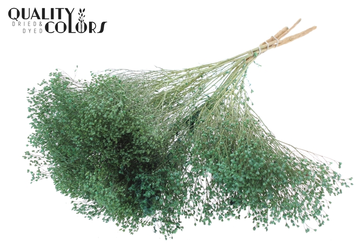 Broom Bloom p/bunch in poly Frosted Mint Green