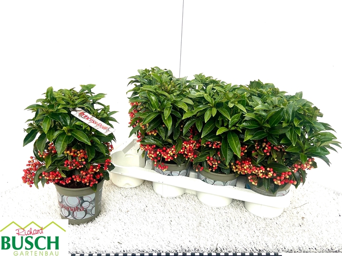 <h4>ARDIS CRENATA</h4>