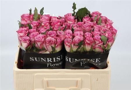 <h4>R Gr Thriller</h4>