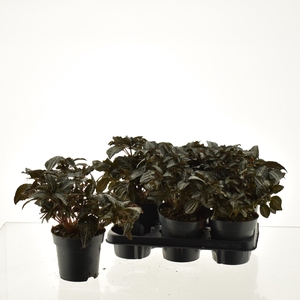 PILEA SPR SILV TREE