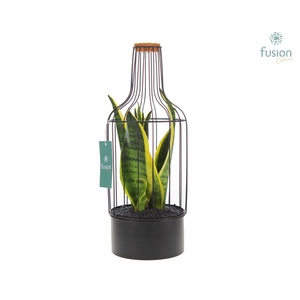 Fles metaal zwart Medium met Sansevieria