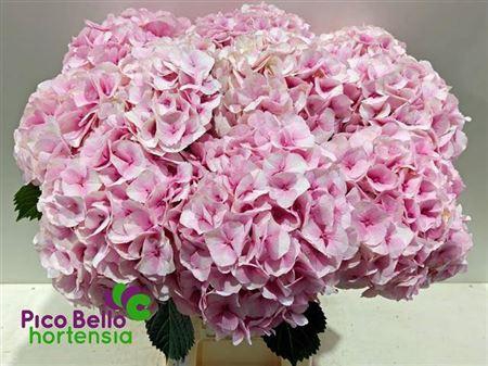 <h4>Hydr M My Vienna 65cm</h4>