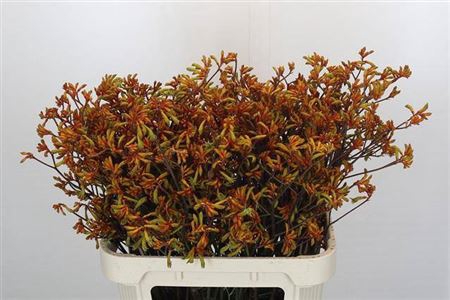 <h4>Anigozanthos Flav Bush Sun</h4>