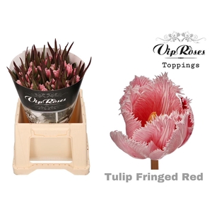 Vip Tu Fr Fringed Red