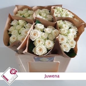 R GR JUWENA
